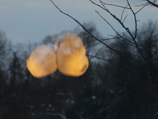 【レ・クリント】まさにチューリップ！花束の光が美しい♪♪