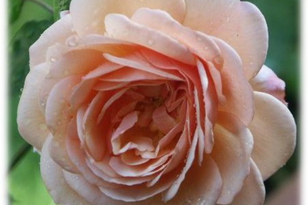 Antiquerosegardenのブログ ギヨー ジェネロサ