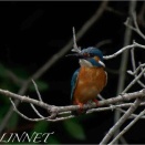 カワセミ（Common　Kingfisher）