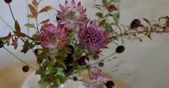 今週のブランカのお花