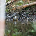 群馬の避暑地へ探鳥
