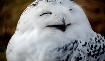 フクロウの可愛さが理解できないんだけど