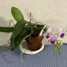 leafｰLittle Princess Stripe　開花してました。