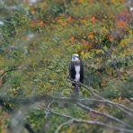 カメラ大好きおやじの野鳥と自然風景フォトアルバム