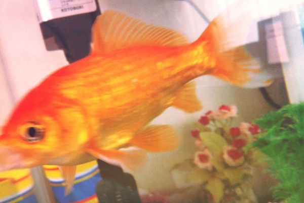 金魚らいふ 金魚 Liff