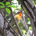 花鳥いろいろ 四季の野鳥