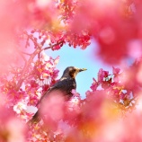 『2025.3 日蓮宗『妙林寺』しだれ桜 メジロ ➁ / 岡山市北区三門』の画像
