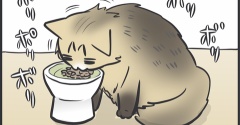 ビビリ過ぎな猫