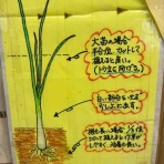 30代転職組・新間草海先生の『叱らないでもいいですか』