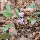 フイリオクタマスミレ