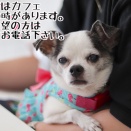 保護犬＆猫の譲渡会のお知らせ