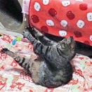 腹筋頑張ってるけど大丈夫？