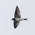 2026年7月12日の野鳥公園