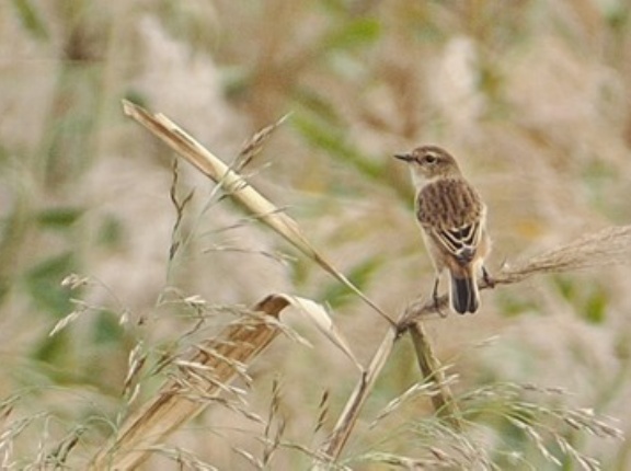 2024年10月24日の野鳥公園