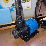 リ楽ックスして海水魚