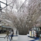 『あざみ野駅の桜のモニュメント（3/31まで）　2019/03/30』の画像