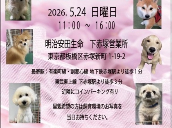 明日の明治安田生命の譲渡会の参加犬達です🐶