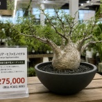 高級植物（27万5000円）の値札を3938円に貼り換え購入しようとした男を逮捕