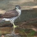 野鳥雀鷹（ツミ）の幼鳥を撮る21🦅📸「水を飲む」（太田市）