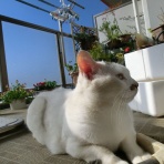  「まゆげ猫　桃太郎の日記」