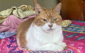 猫のトイレ砂に注意が必要な理由