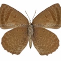 アソピアムラサキシジミ♀ (タイ) Arhopala asopia asopia