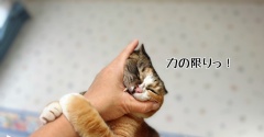 猫の日に飼い猫に手を噛まれた