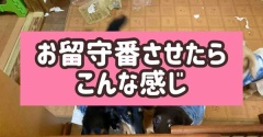 まあ、予想通りやけどね。