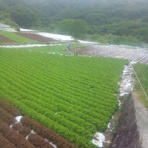 無農薬野菜・体に環境にやさしい野菜　～　巨摩komaファーム便り～