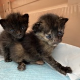 『子猫ちゃんのキトンブルー』の画像