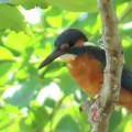 野鳥カワセミを撮る🦜📸（多々良沼公園）