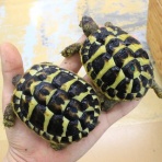 爬虫類クラブJ新潟店