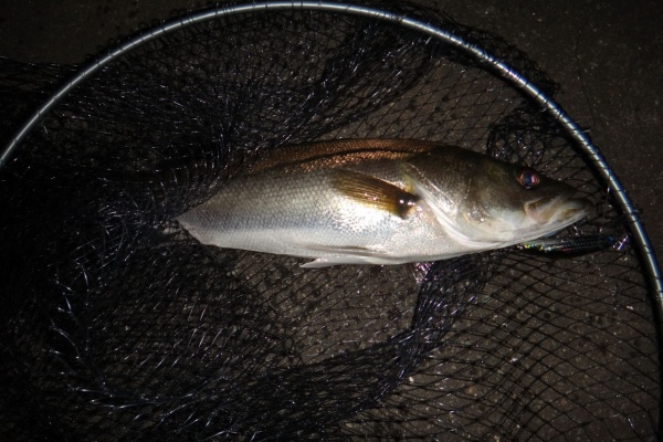 博多発ルアー釣りブログ 樋井川
