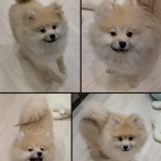 神奈川県小田原市 ペットショップワンラブ フレスポ小田原シティーモール店のスタッフブログ