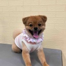 ポメプー　シャンプーカット　守山総本店　松下