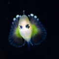 5月18日　刺激的な水中生物