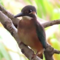 久しぶりにカワセミが来ました🐦‍⬛📸（多々良沼公園）