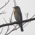 2026年9月16日の野鳥公園