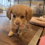 広島県呉市 ペットショップワンラブ呉焼山店のスタッフブログ