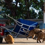 猫写真家・沖 昌之のブログ　野良ねこちゃんねる。　