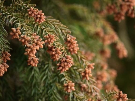 まもなく花粉飛散シーズン突入！飛散量は例年より多い！？2026年春の花粉飛散予測が発表！