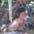 野鳥ヒクイナの水浴び＆羽繕いを撮る🐦（多々良沼公園）
