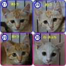 里親募集【 おでん４兄妹 】27～30