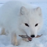 『アイスフィッシング中に魚を盗もうとするホッキョクギツネがかわいい』の画像