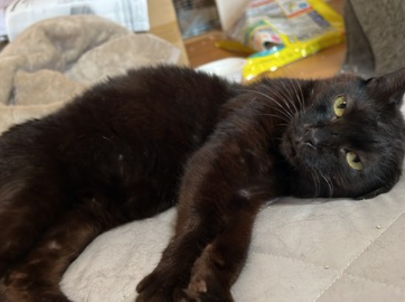心臓病の黒猫、三回忌　20251208