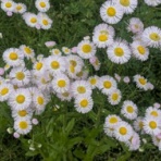 Ancient Botanical Garden