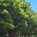 小石川植物園に行ってみました