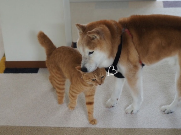 猫はお構いなし♪