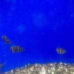 ワンラブ観賞魚部門の入荷情報ブログ！