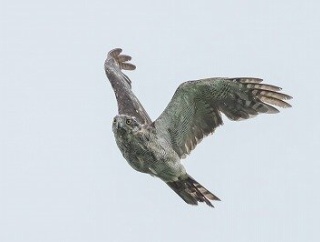 2025年8月11日の野鳥公園